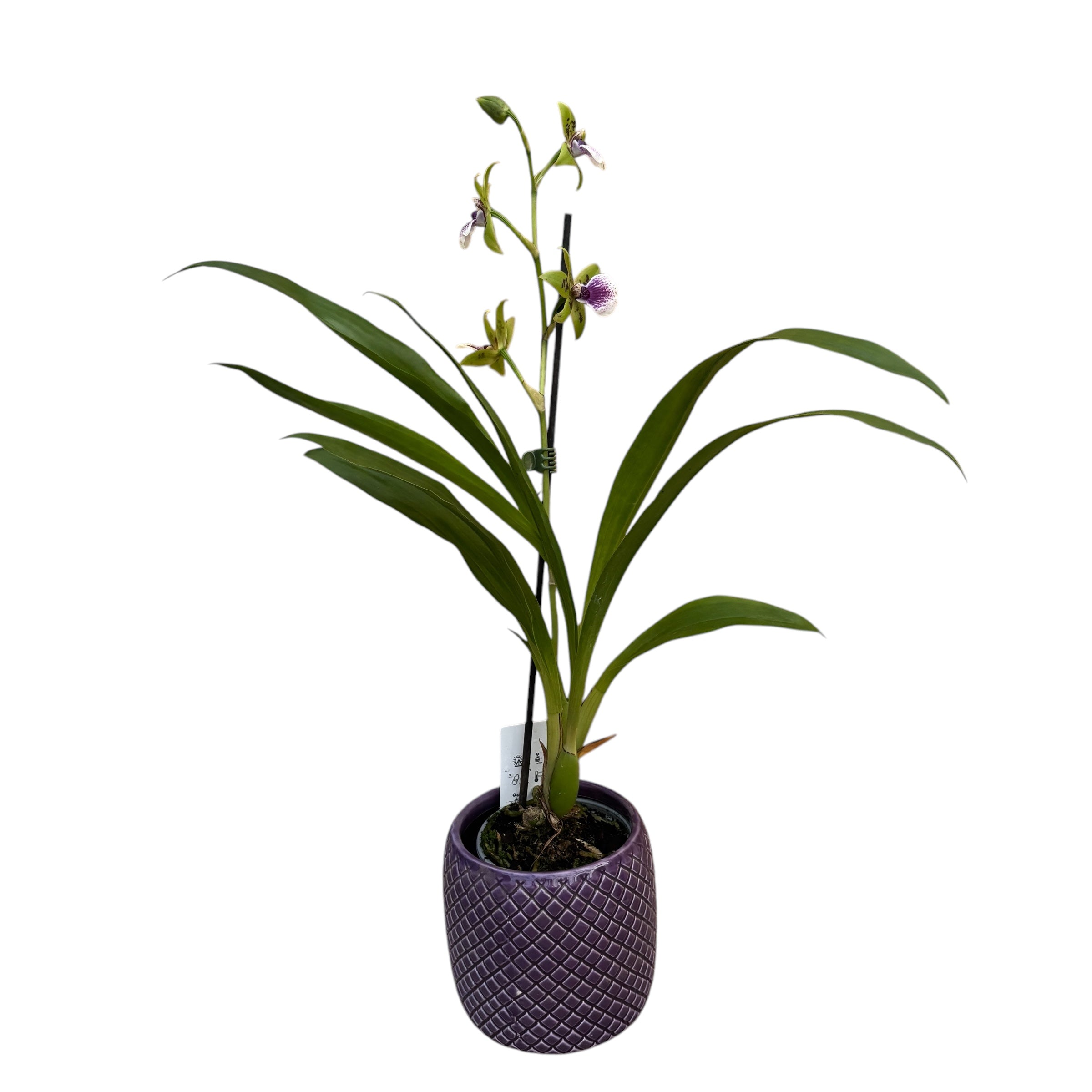 Zygodisanthus Micranthus-Everspring - parfumata