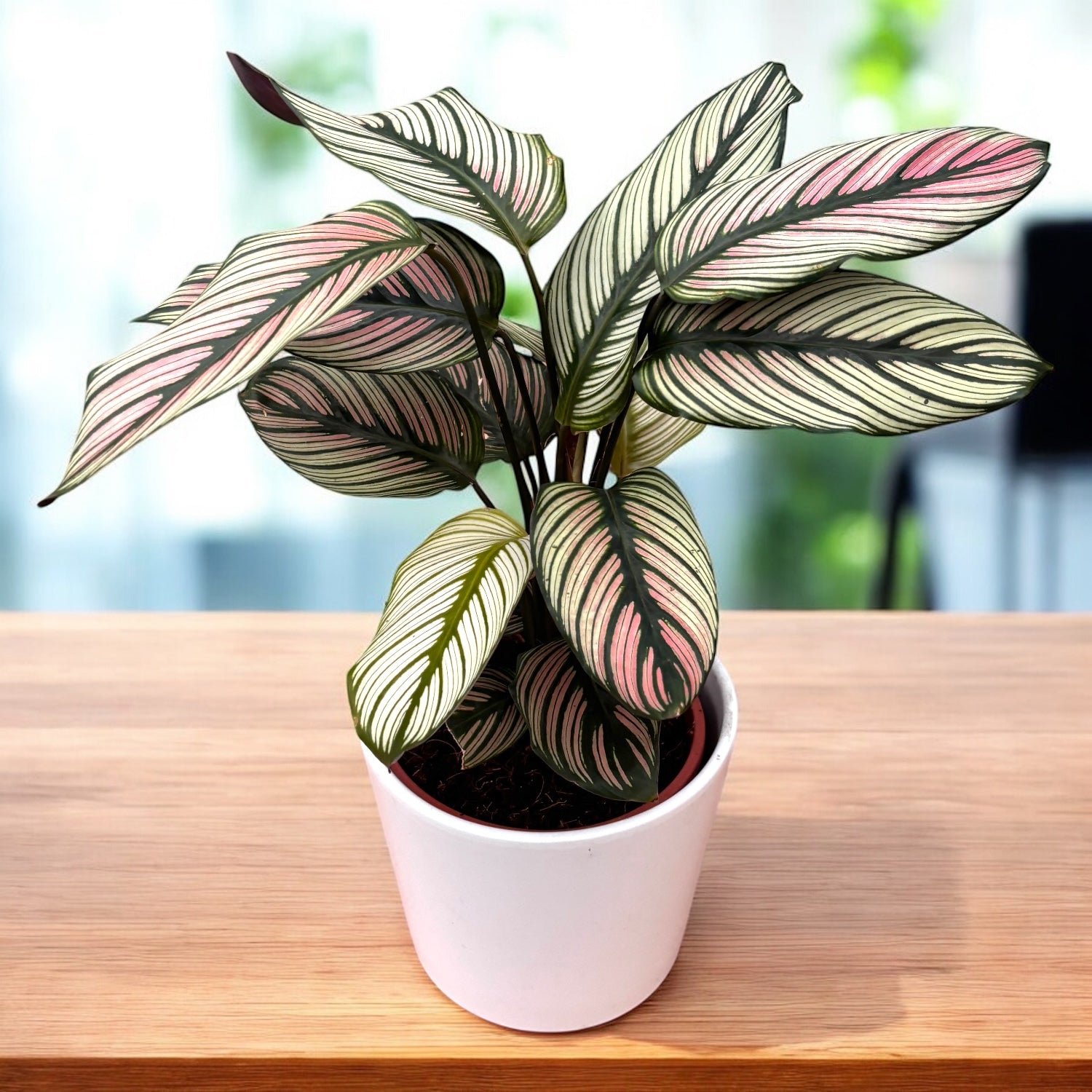 Calathea majestica Whitestar D14