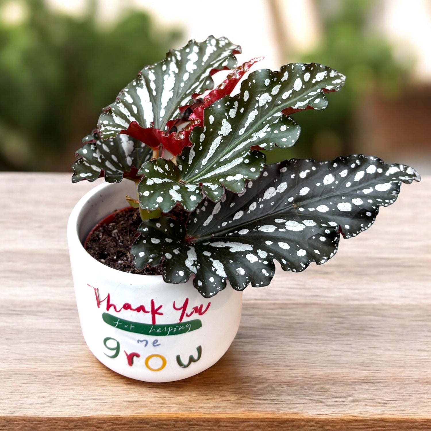 Begonia maculata ‘Ruby Compact’ - babyplant – Secret Garden Plant Shop