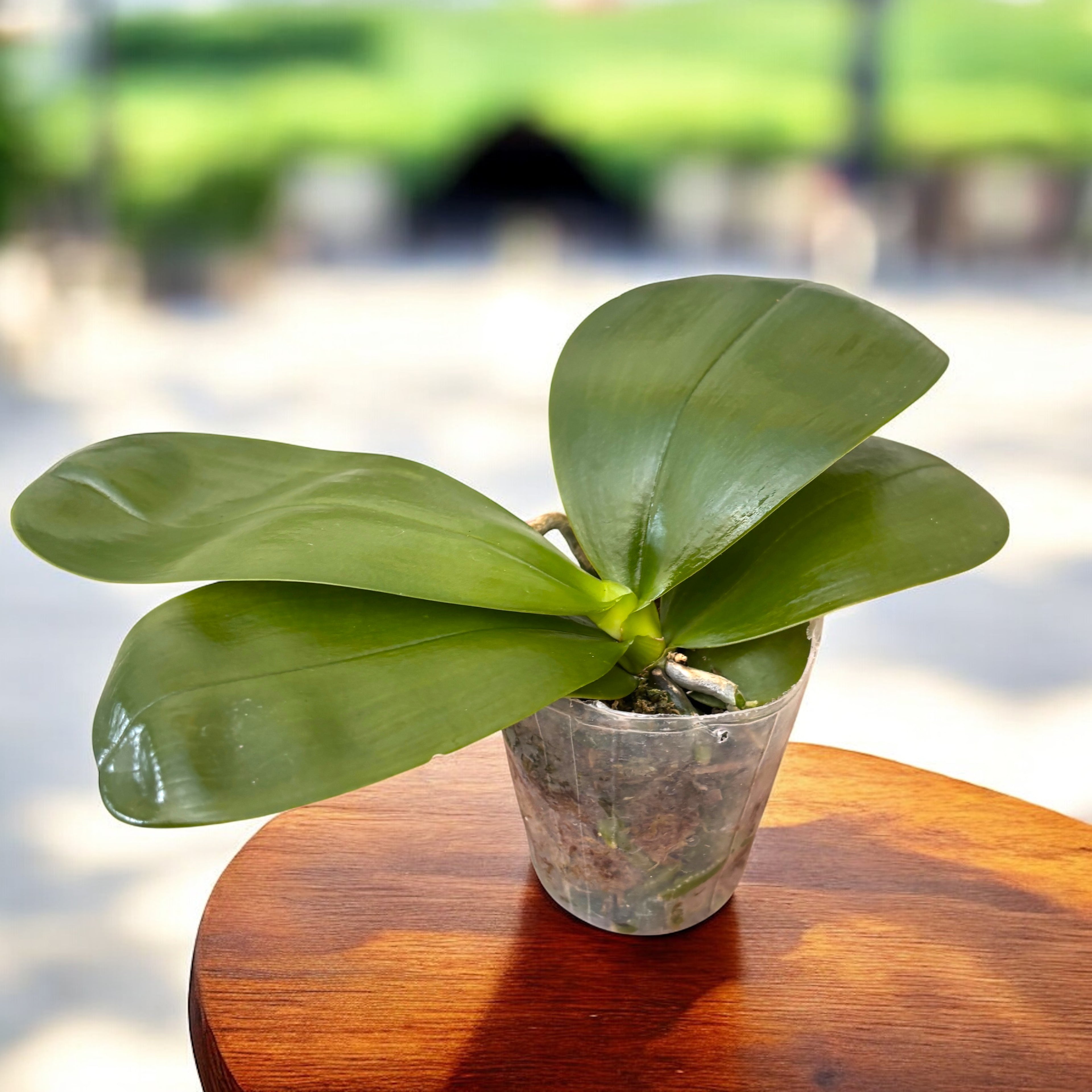 Phalaenopsis Miki Magic 'Peach' - flori parfumate