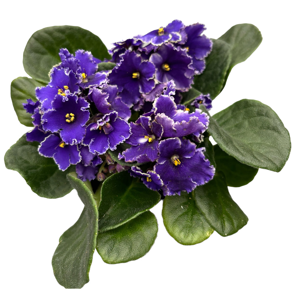 Saintpaulia Hawaii - gekrulde viooltjes