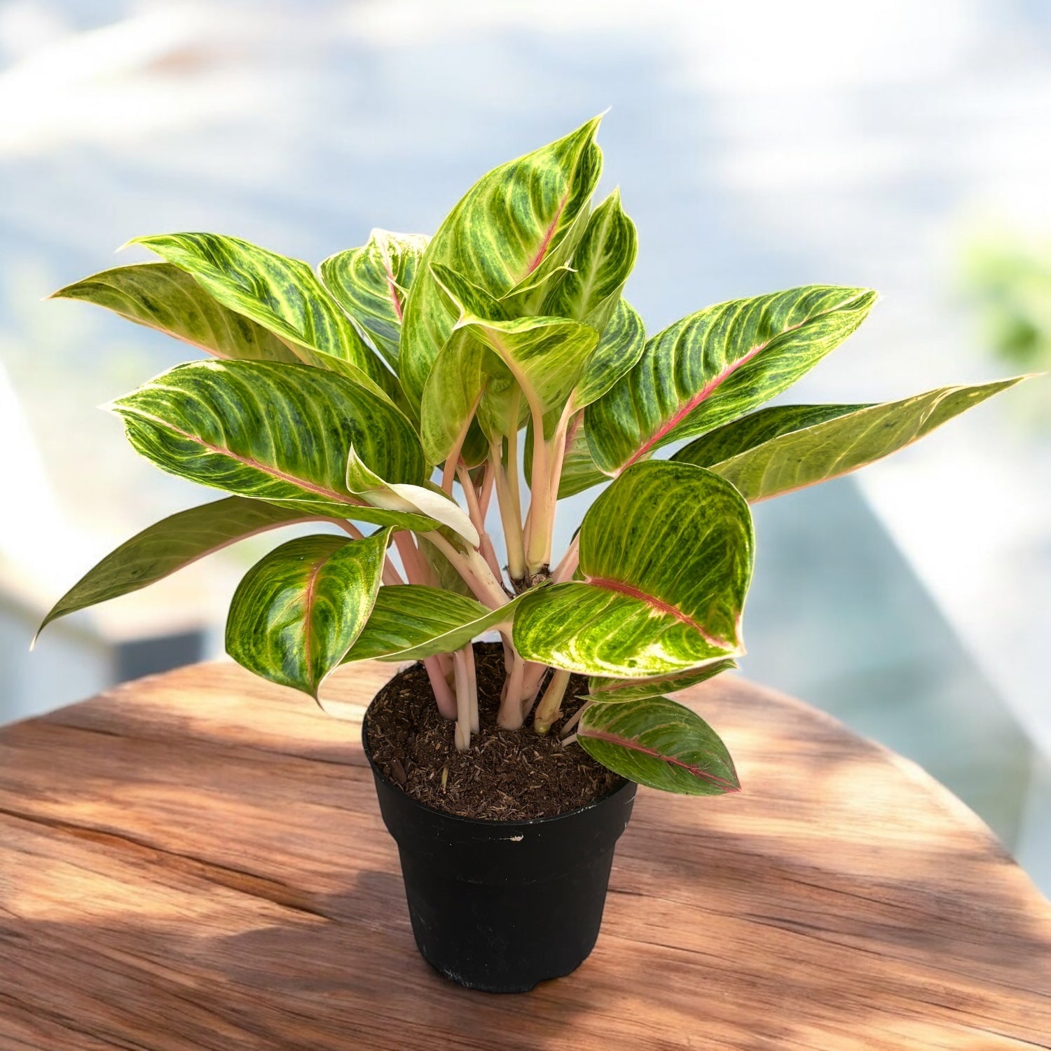 Aglaonema 'Rose Parakeet' - exemplare XL