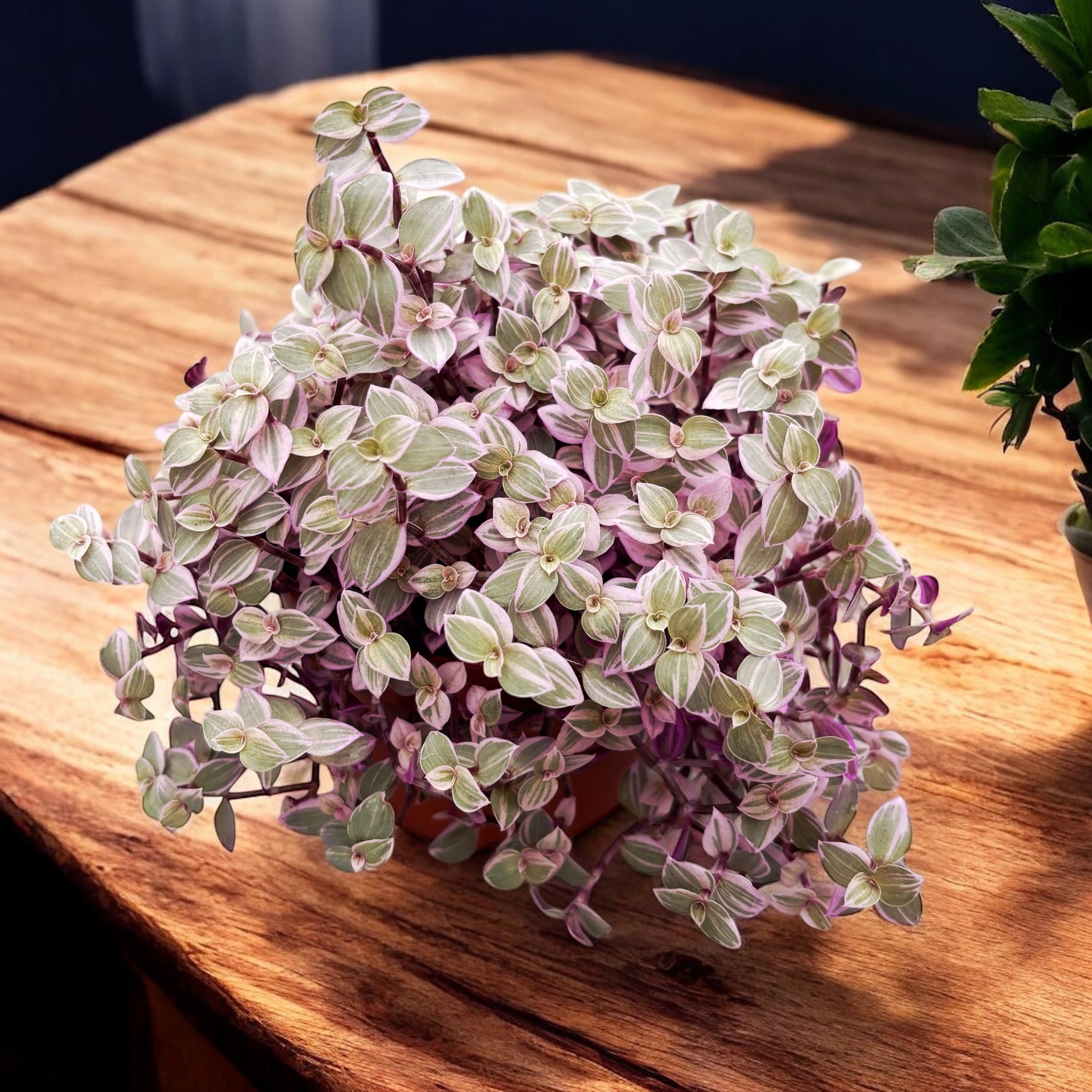 Callisia rosato 'Pink Lady'