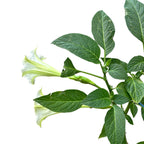 Bílá trumpetka andělů - Brugmansia arborea (H80 cm) vonné květy, exempláře XL