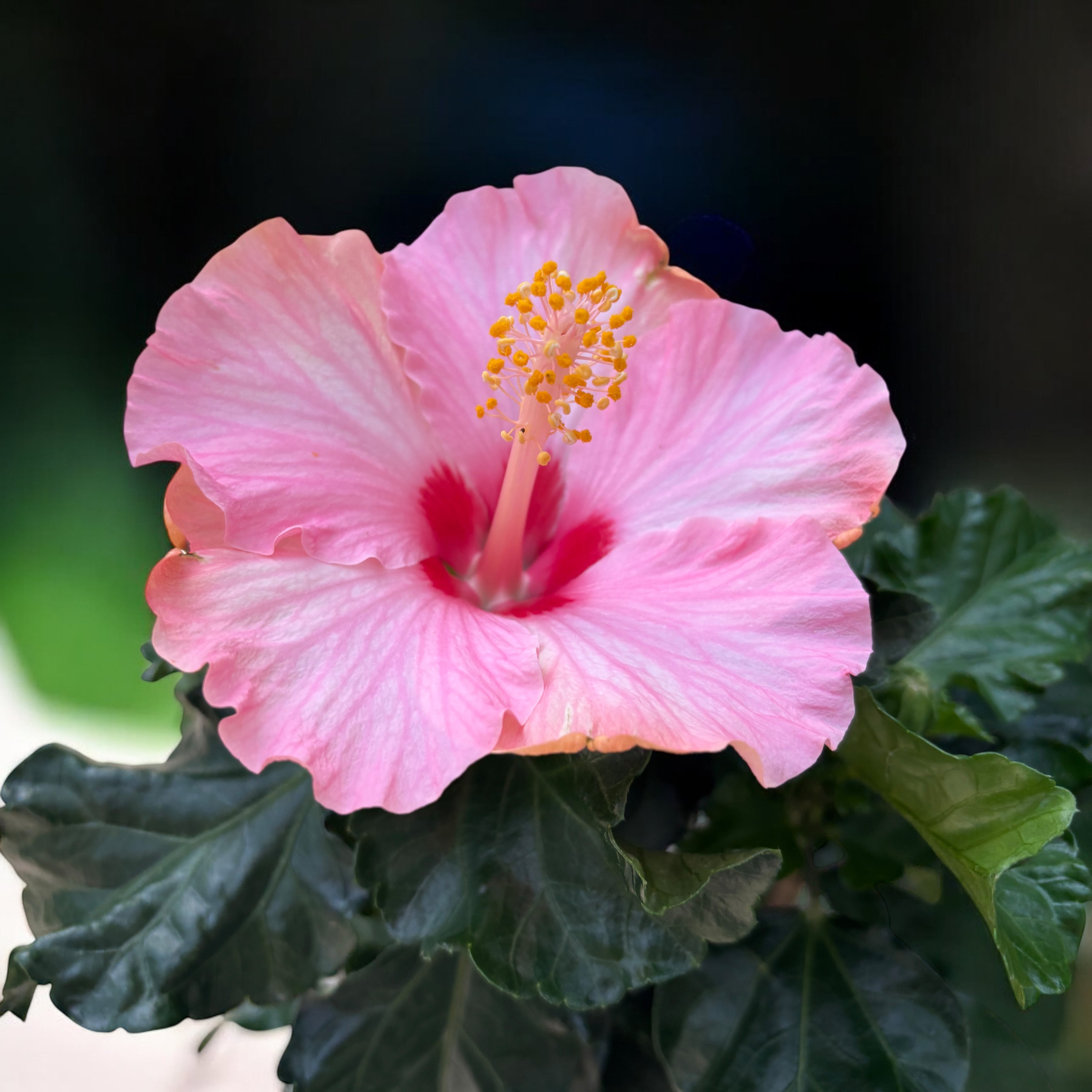 Hibiscus rosa-sinensis 'Jersey' (nagy rózsaszín virágú japán rózsa)