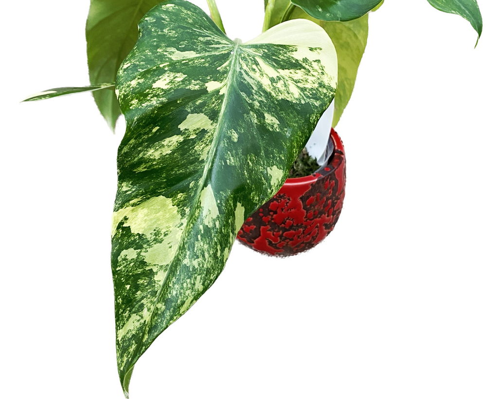 Philodendron domesticum 'Variegata'