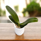 Phalaenopsis Younghome Evening Kiss