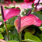 Anthurium ‘Baby Purple’ – kompakte Eleganz in intensiven Violetttönen
