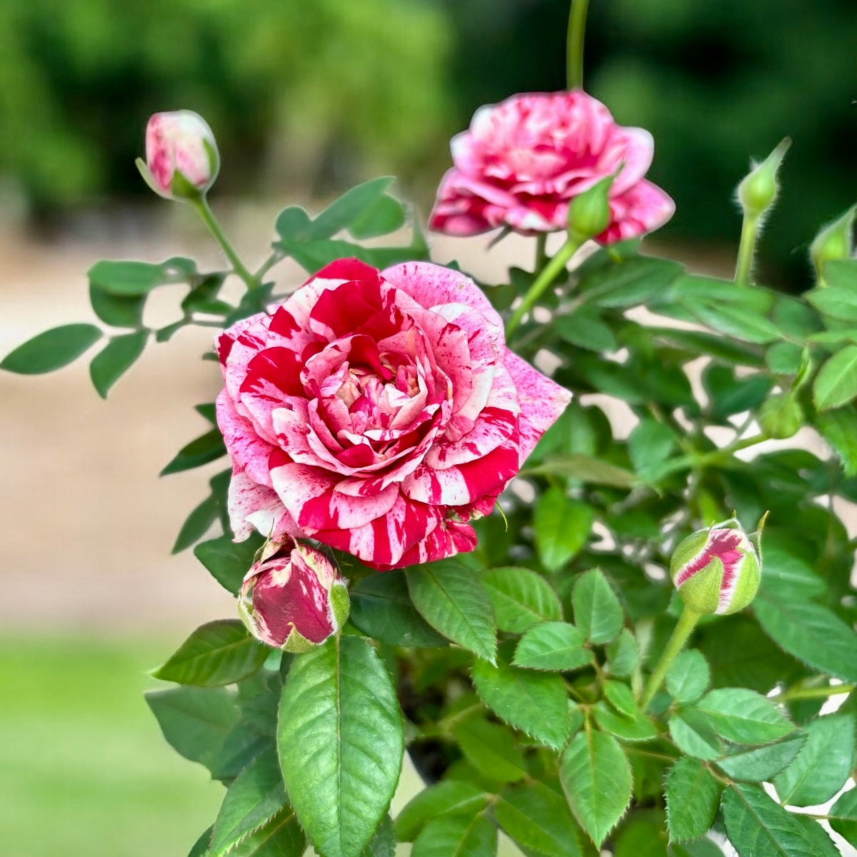 Trandafiri pitici bicolori Rosa ‘Ganna’ - parfumati (3-4 plante/ghiveci)