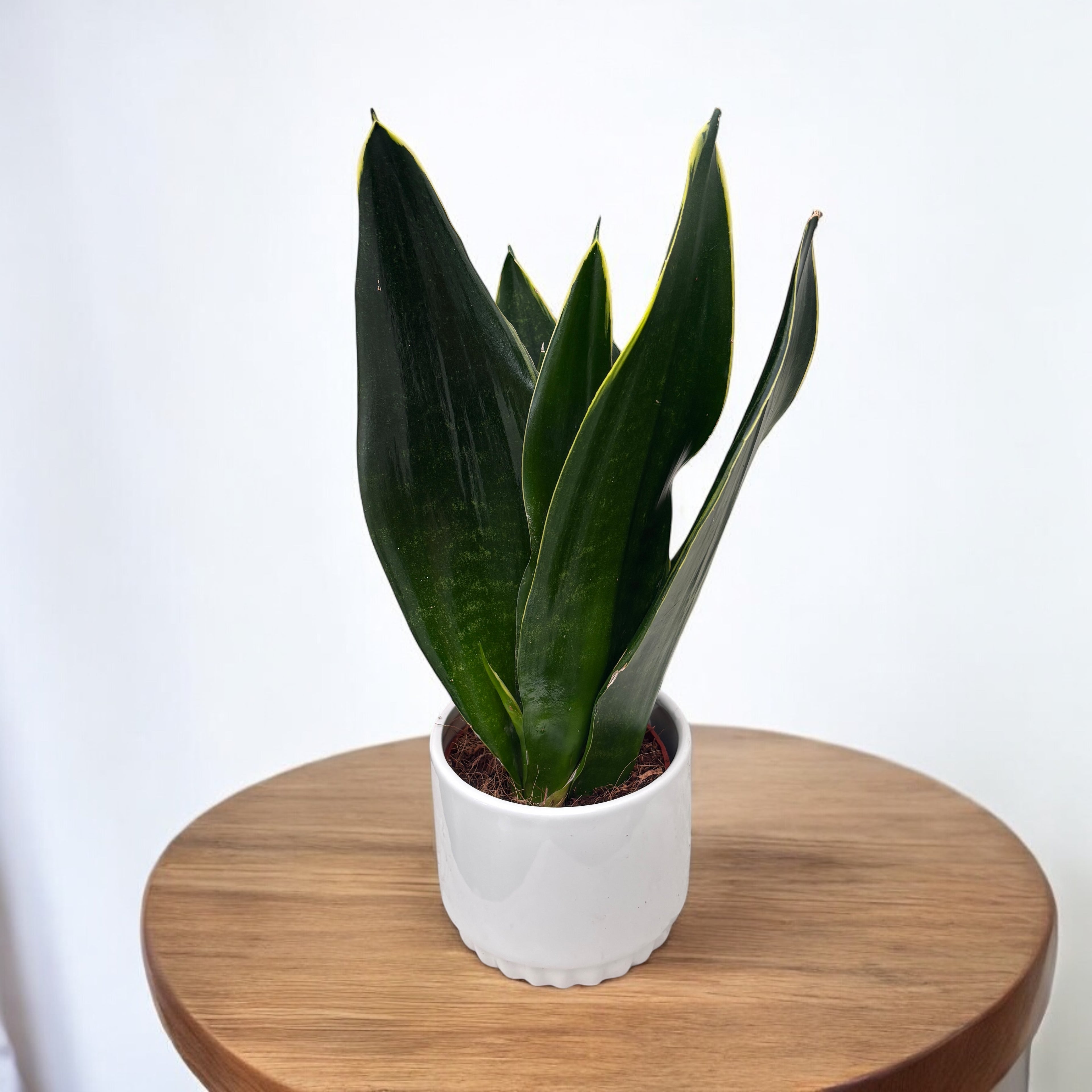 Sansevieria 'Black Diamond'