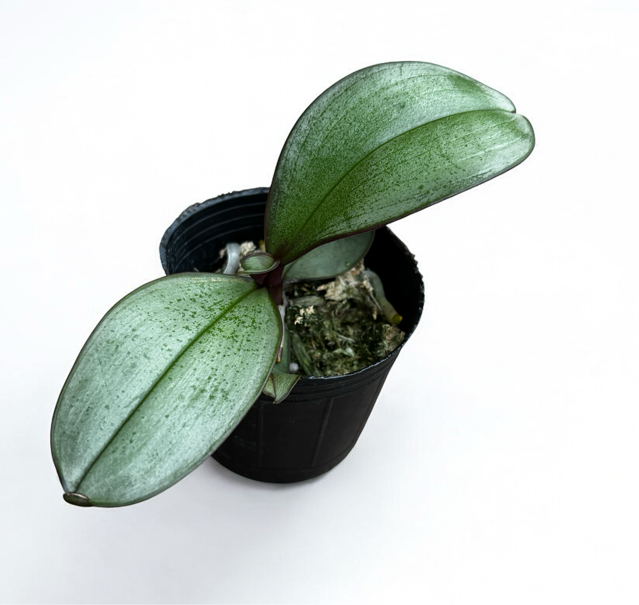 Phalaenopsis sanderiana (silver leaves)