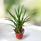 Cymbidium Golden Elf 'Variegata' (pestré listy) - vonné květy