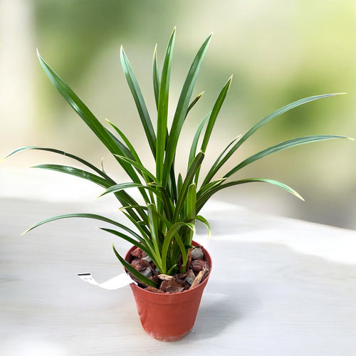 Cymbidium Golden Elf 'Variegata' (φύλλα ποικιλόχρωμα) - αρωματικά λουλούδια