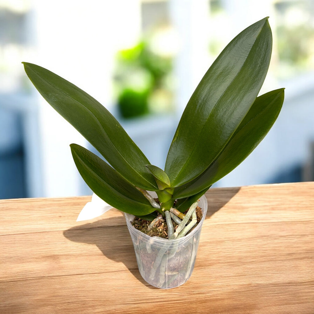 Phalaenopsis I-Hsin Smile Lucifer - veľké pysky