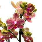 Phalaenopsis Sogo Pikachu (Omen)