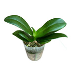 Phalaenopsis Violet Eye