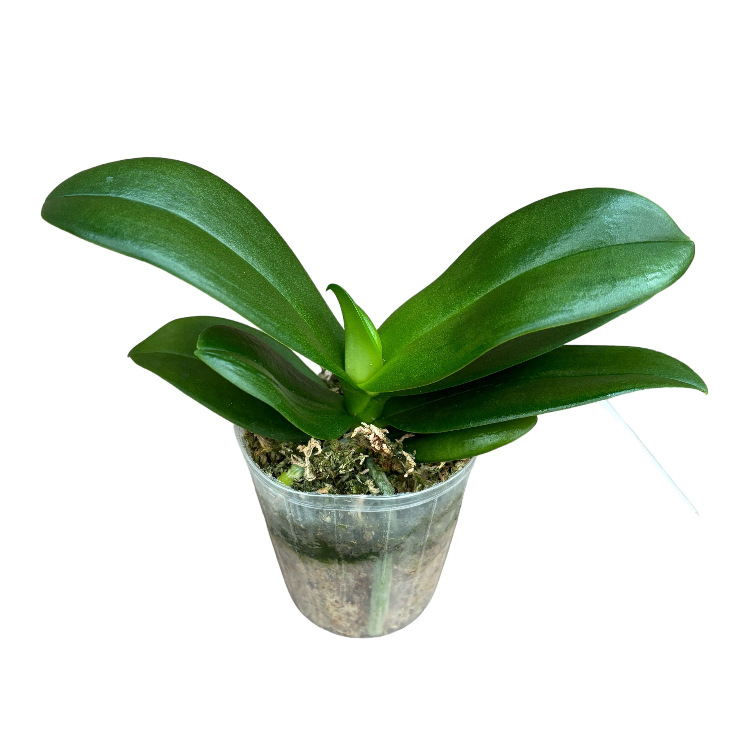 Phalaenopsis Violet Eye