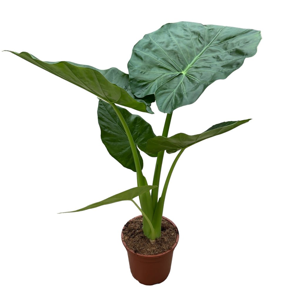Alocasia macrorrhiza 'Riesentaro'