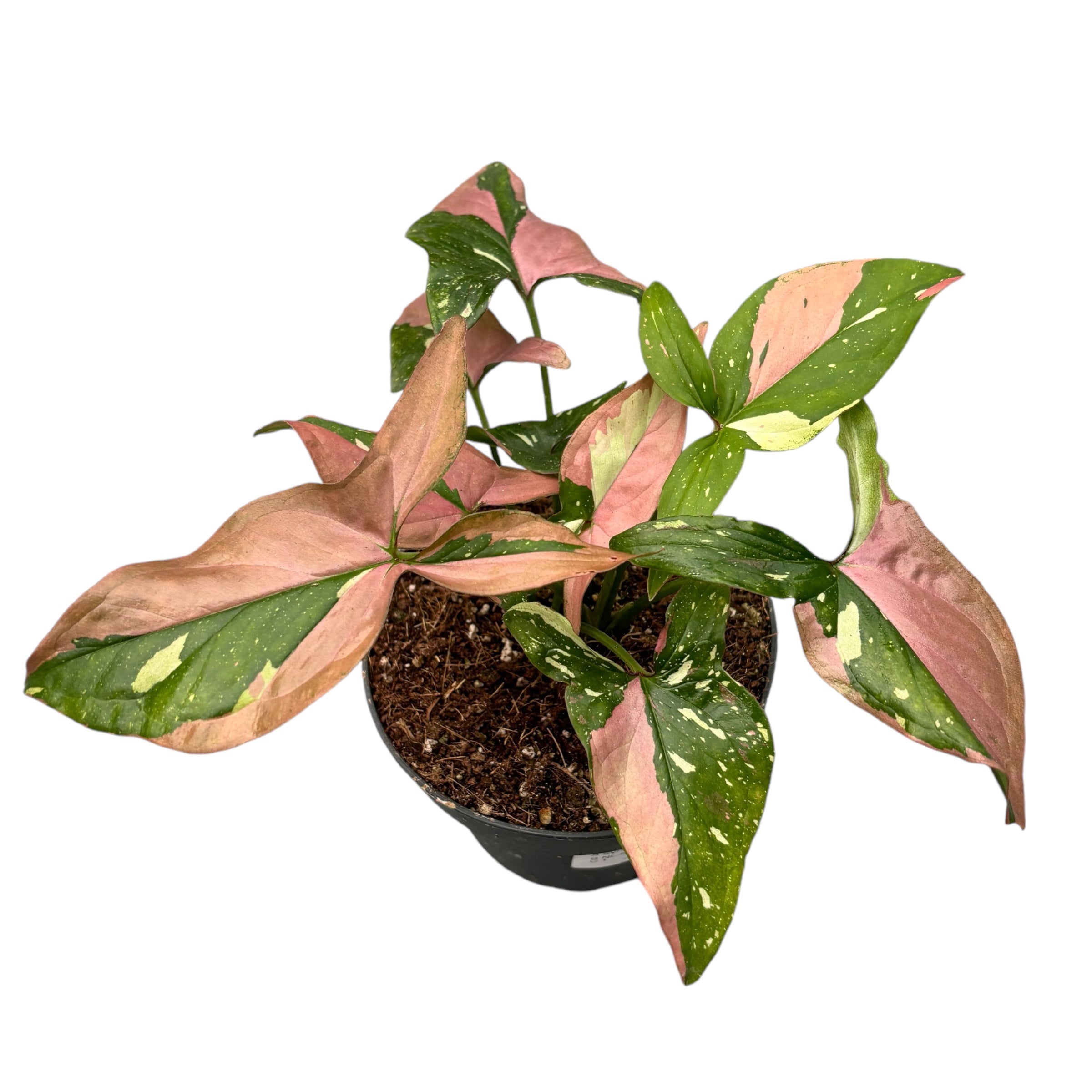 Syngonium podophyllum 'Red Spot' (Pink Splash) full pots