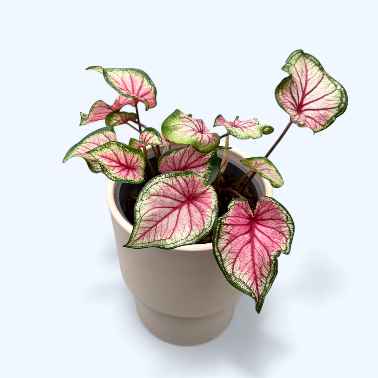 Caladium ‘Puppy Love’ - frunzis romantic in nuante de roz si verde pastel
