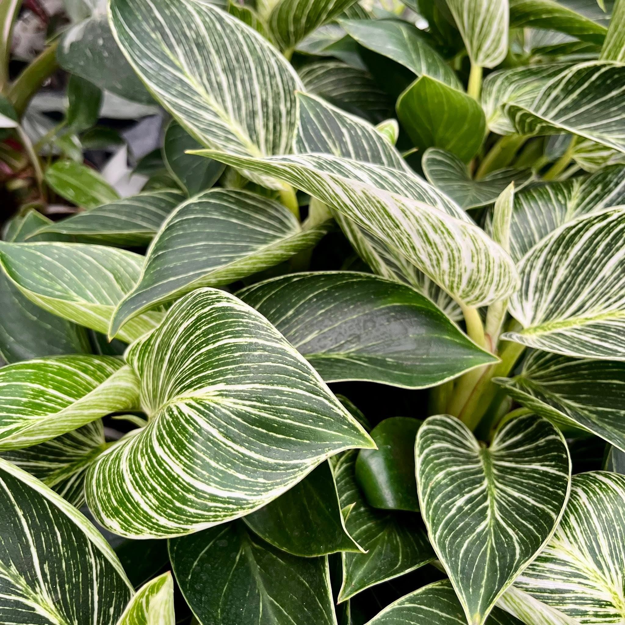 Philodendron Birkin (bush) - frunzis elegant cu dungi albe fine