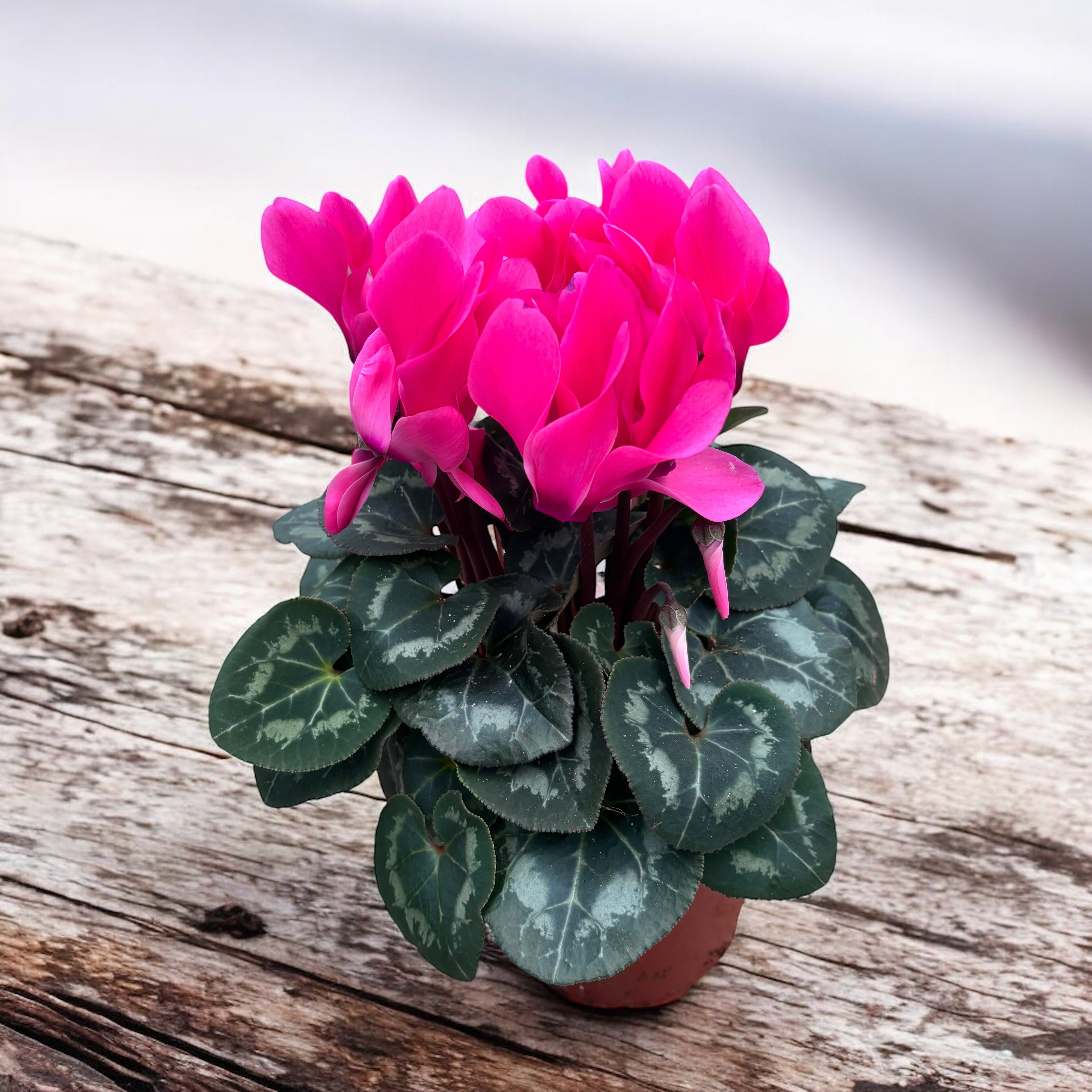 Cyclamen mix