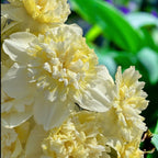 Narcise cu flori crem, duble, parfumate - Narcissus 'Ice King'