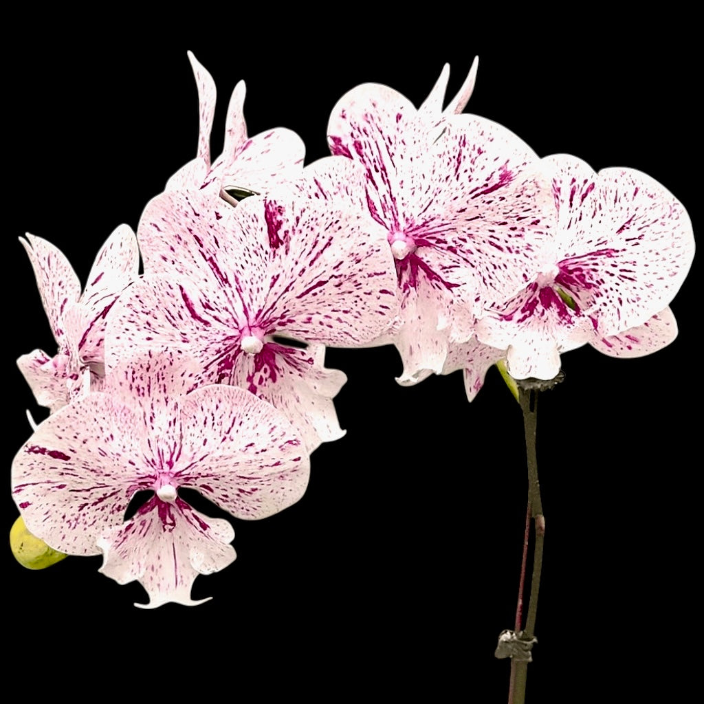 Phalaenopsis Miki Meteor '121' - Big Lip avec fleurs XL