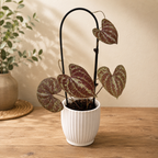 Dioscorea discolor - Vita de cartof decorativa cu frunze catifelate