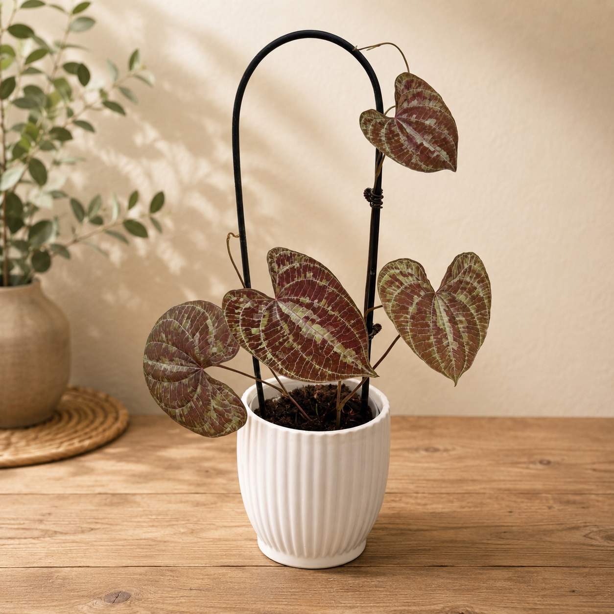 Dioscorea discolor - Vita de cartof decorativa cu frunze catifelate