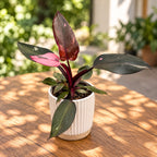 Philodendron ‘Pink Princess’ - Philodendron cu roz variegatie