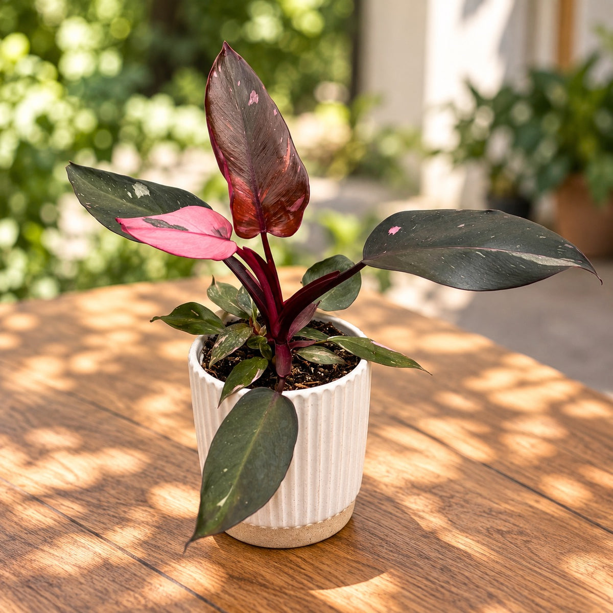 Philodendron ‘Pink Princess’ - Philodendron cu roz variegatie