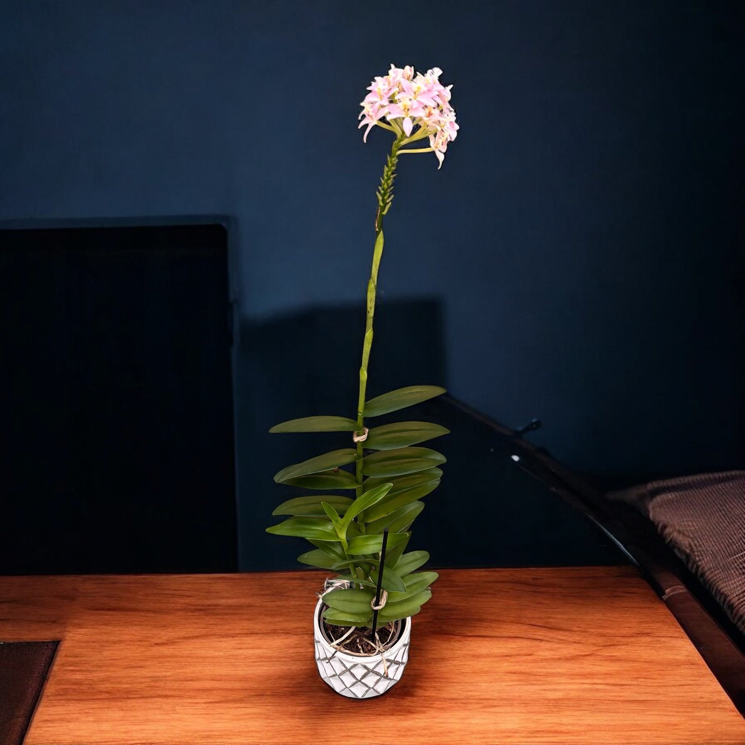 Epidendrum radicans ‘Sweet Pink’