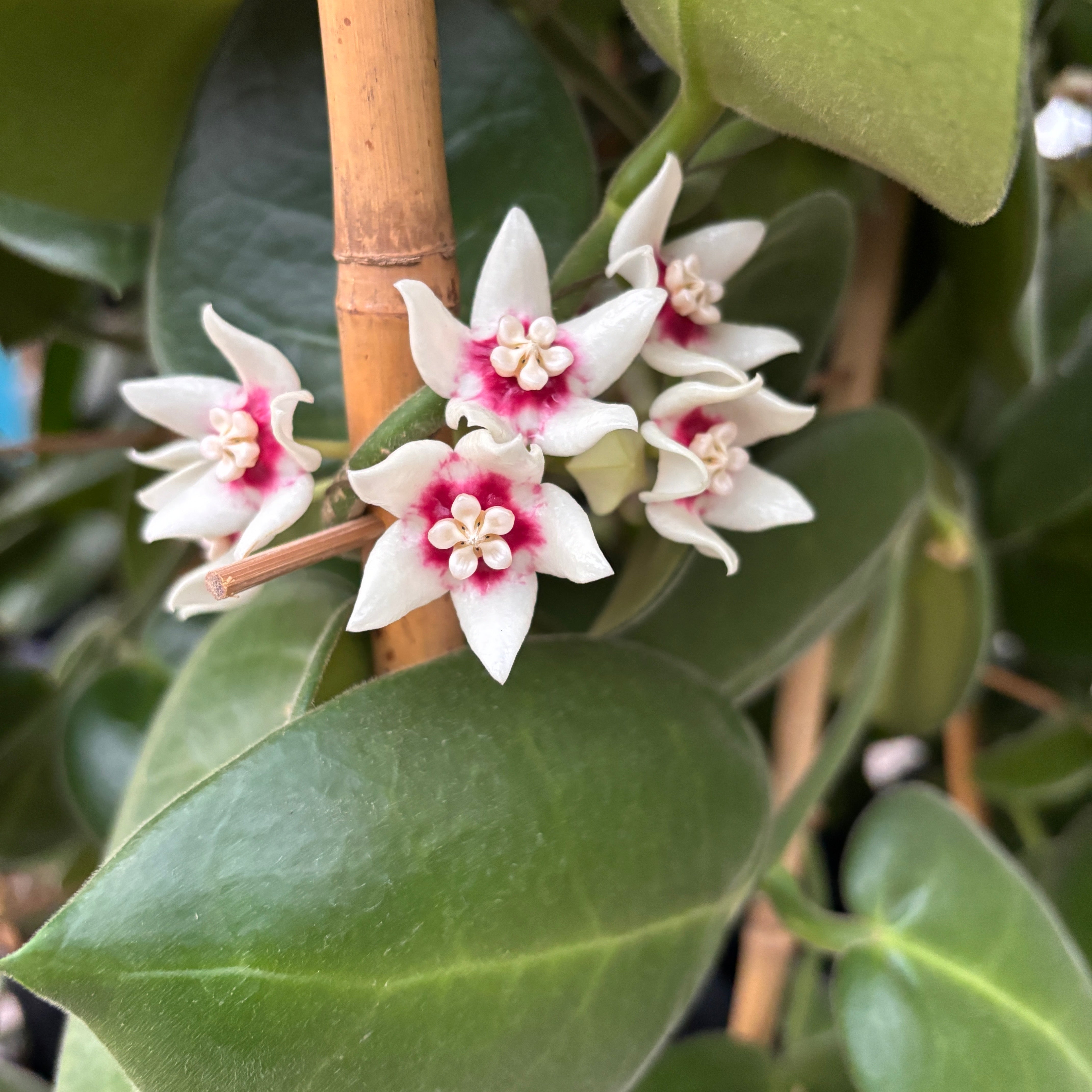 Hoya calycina 'Stargazer' - exemplare XL - cea mai parfumata Hoya