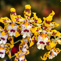 Odontocidium Remember Burkhard Holm (fleurs parfumées) - spécimens développés