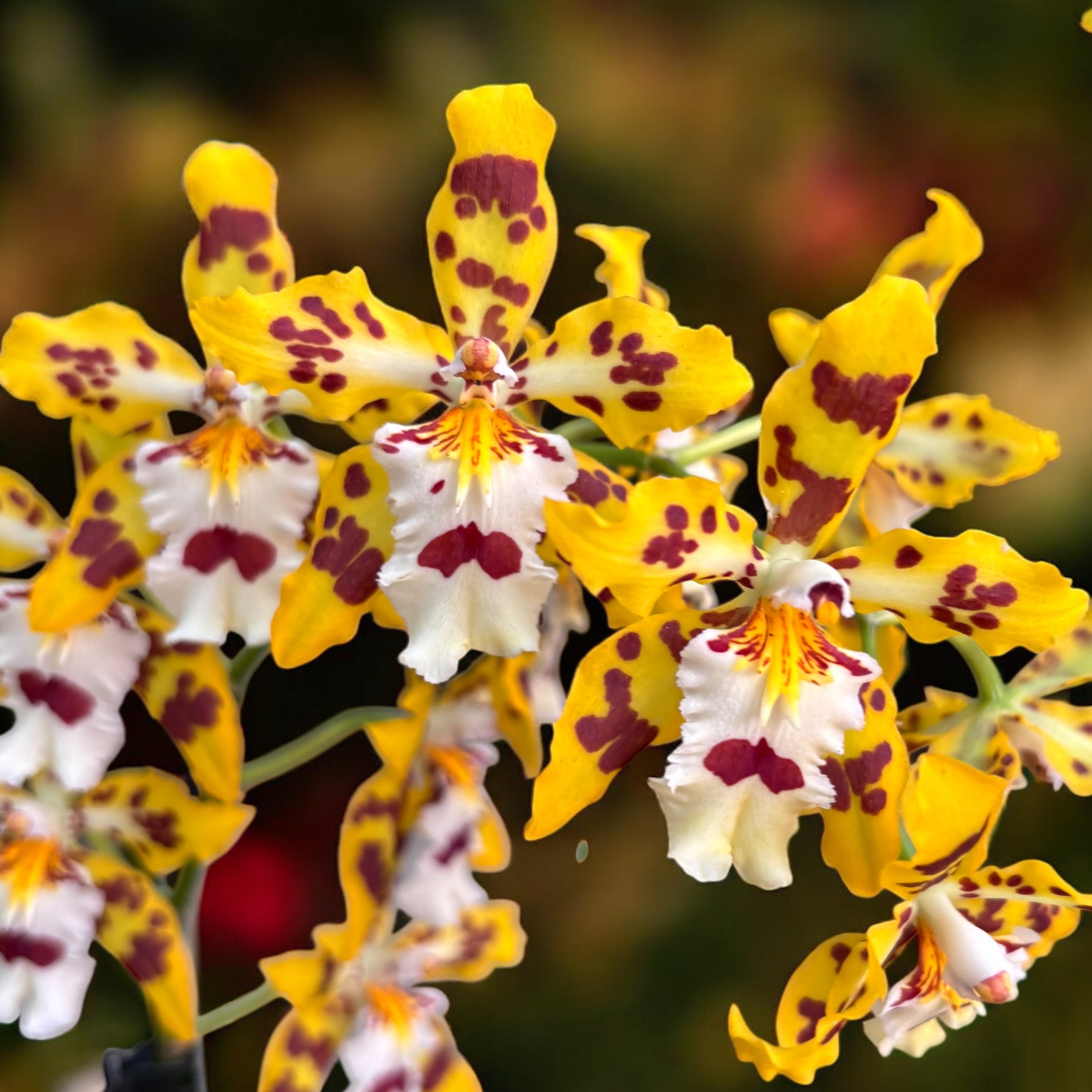 Odontocidium Remember Burkhard Holm (flori parfumate)- exemplare dezvoltate