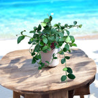 Hoya nummularioides (flori parfumate) - exemplare dezvoltate