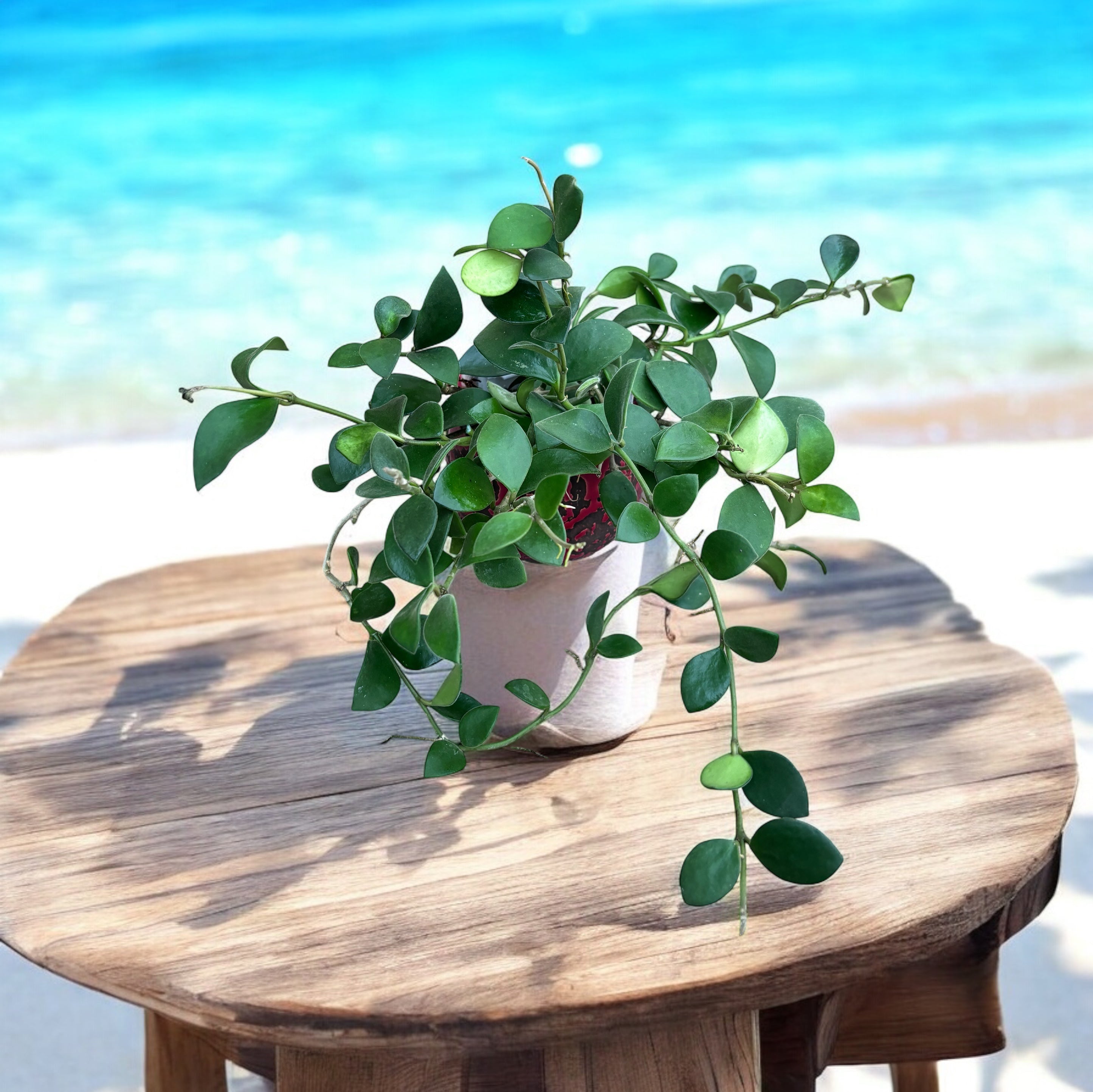 Hoya nummularioides (flori parfumate) - exemplare dezvoltate