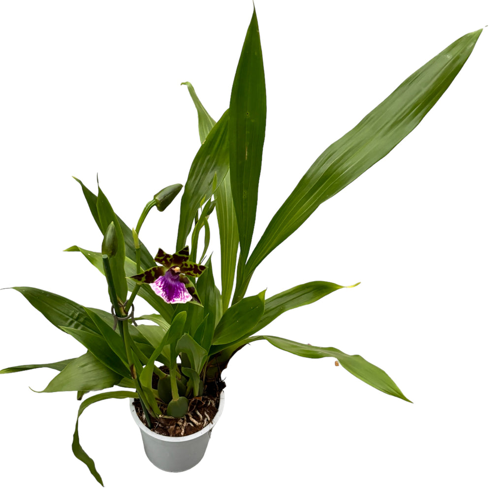 Zygopetalum hybride - exemplaire XL (fleurs parfumées)
