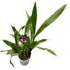 Zygopetalum ibrido - esemplare XL (fiori profumati)
