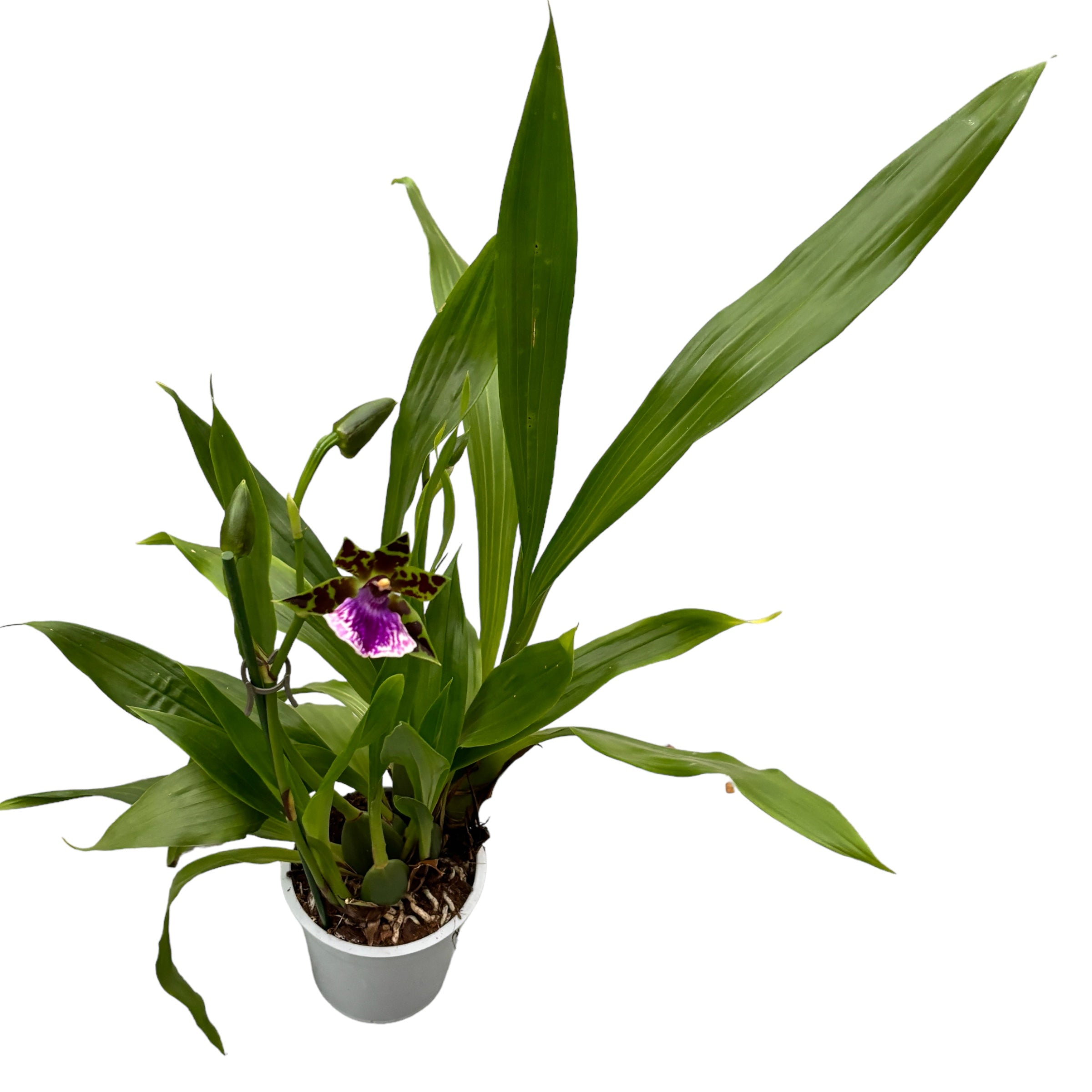 Zygopetalum hibrid - exemplar XL (flori parfumate)
