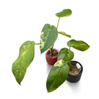 Syngonium chiapense 'Variegata'