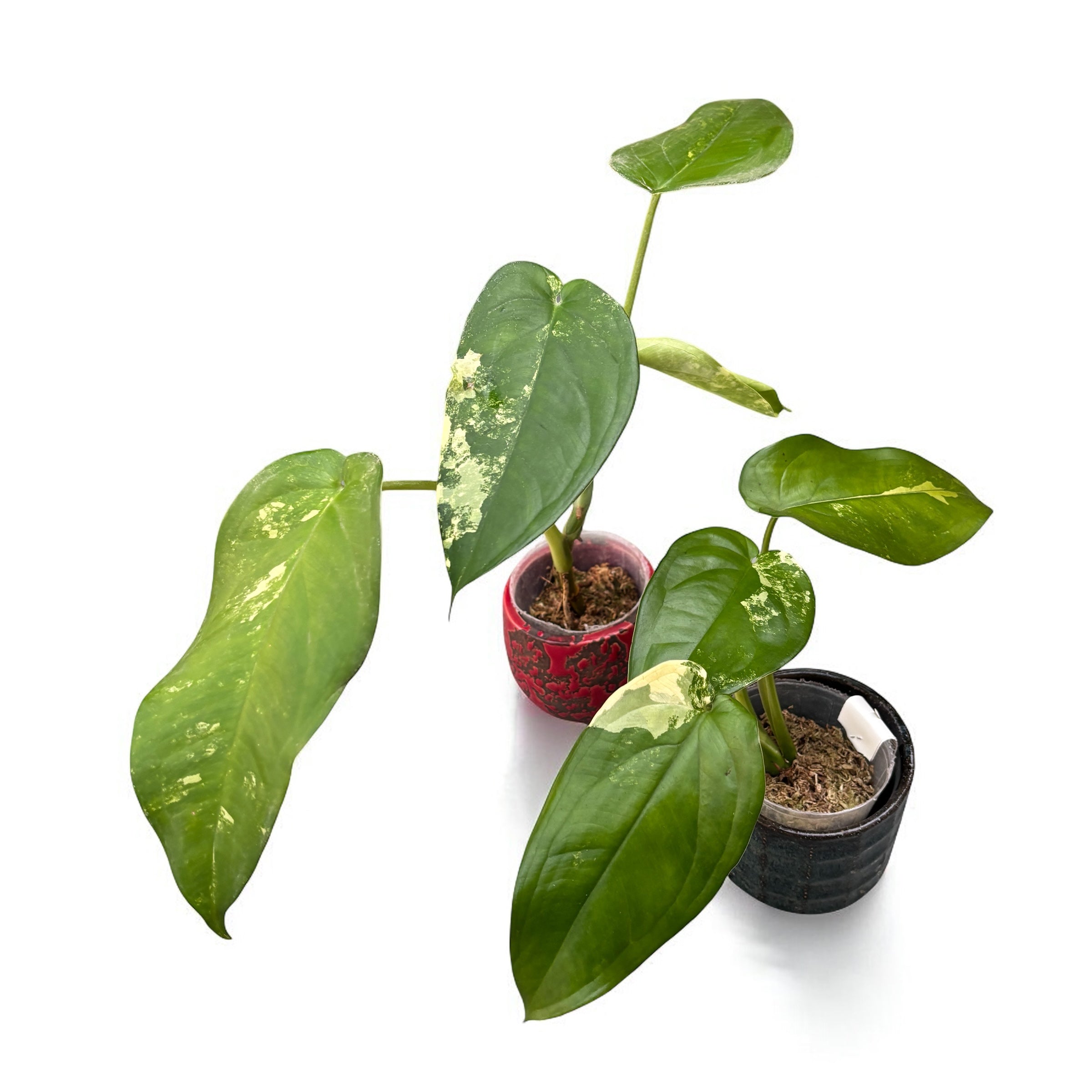 Syngonium chiapense 'Variegata'