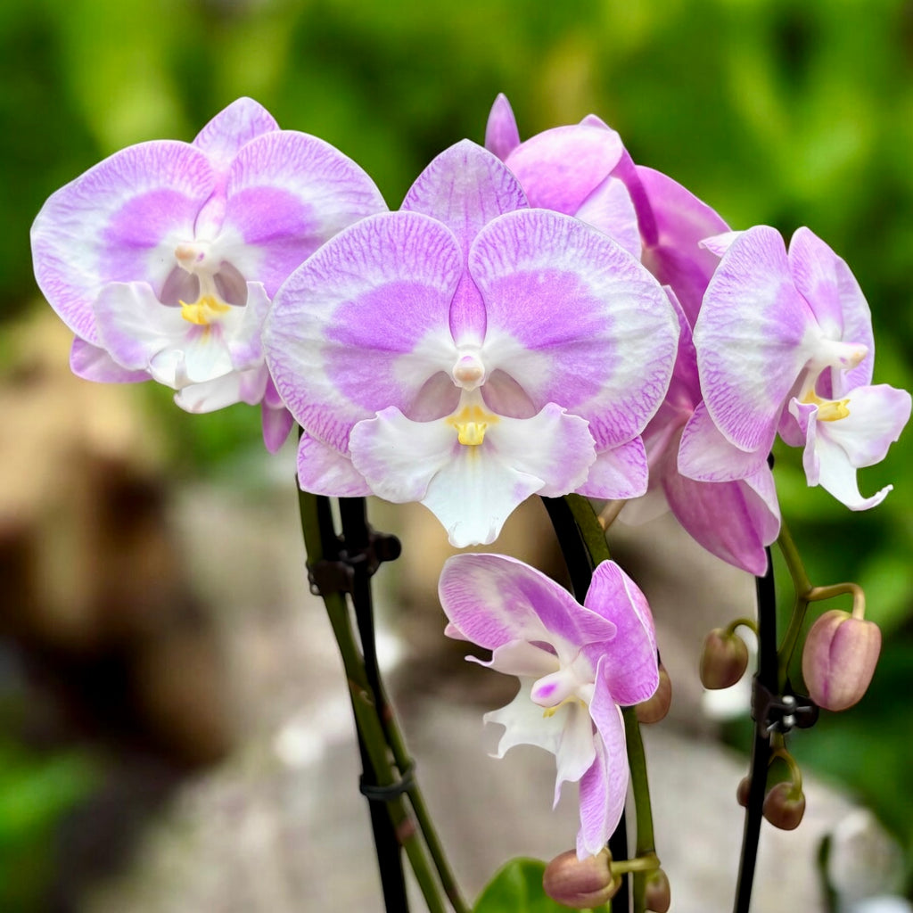 Phalaenopsis Jingle stor läpp