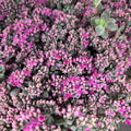 Sedum cauticola 'Lidakense' - stonecrop