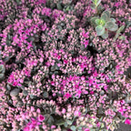 Sedum cauticola 'Lidakense' - stonecrop