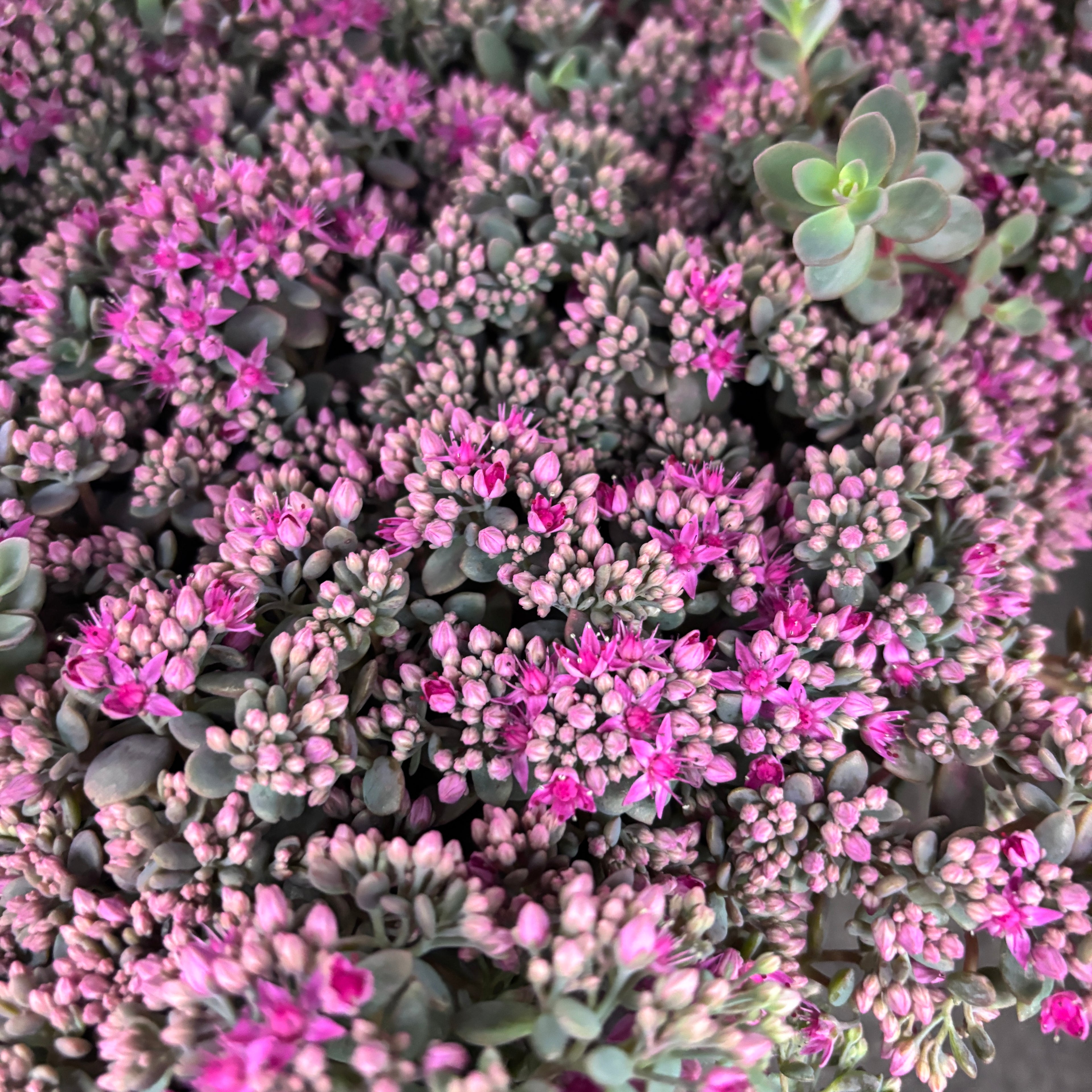 Sedum cauticola 'Lidakense' - iarba grasa