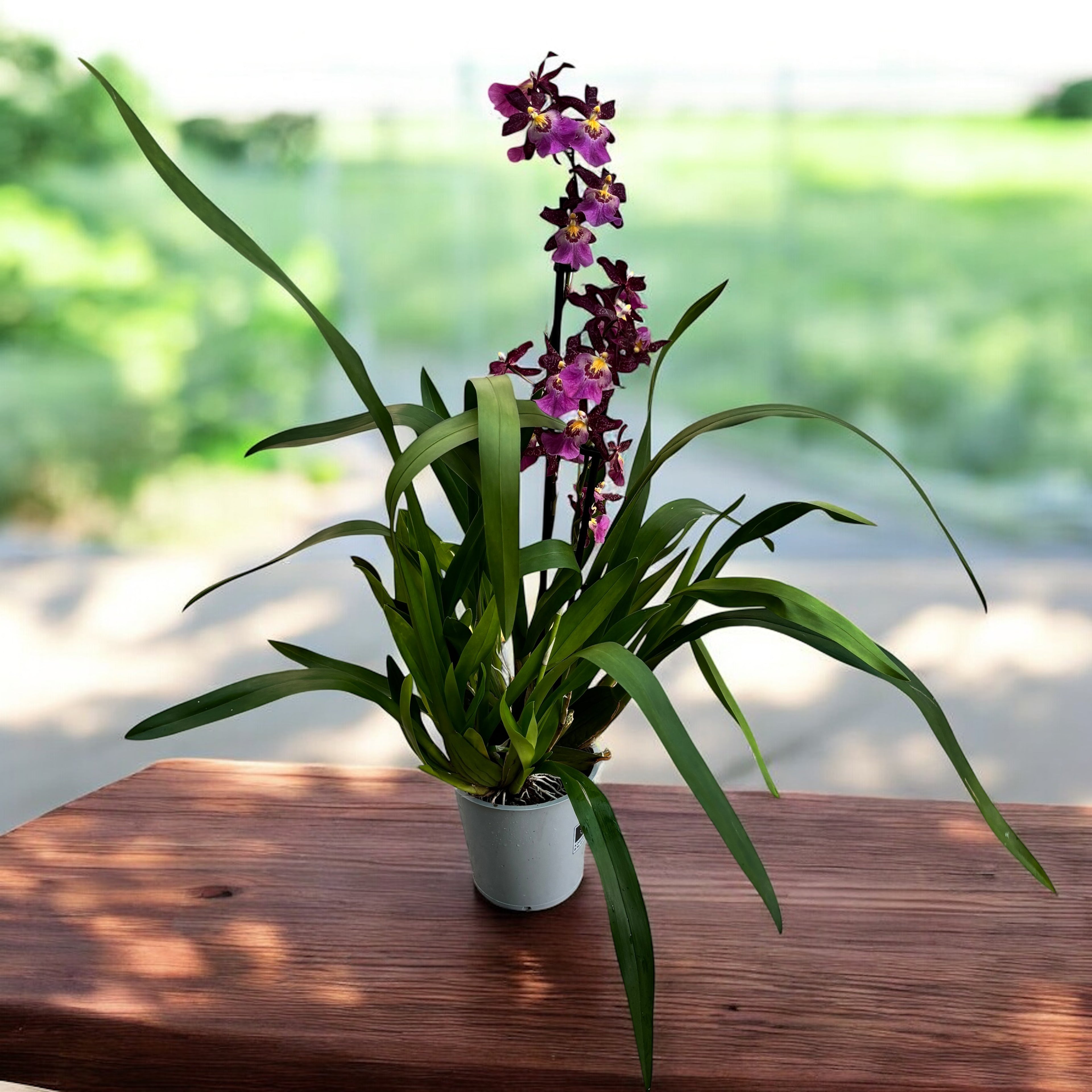 Wilsonara Pacific Lust 'La Estrela' - esemplare XL