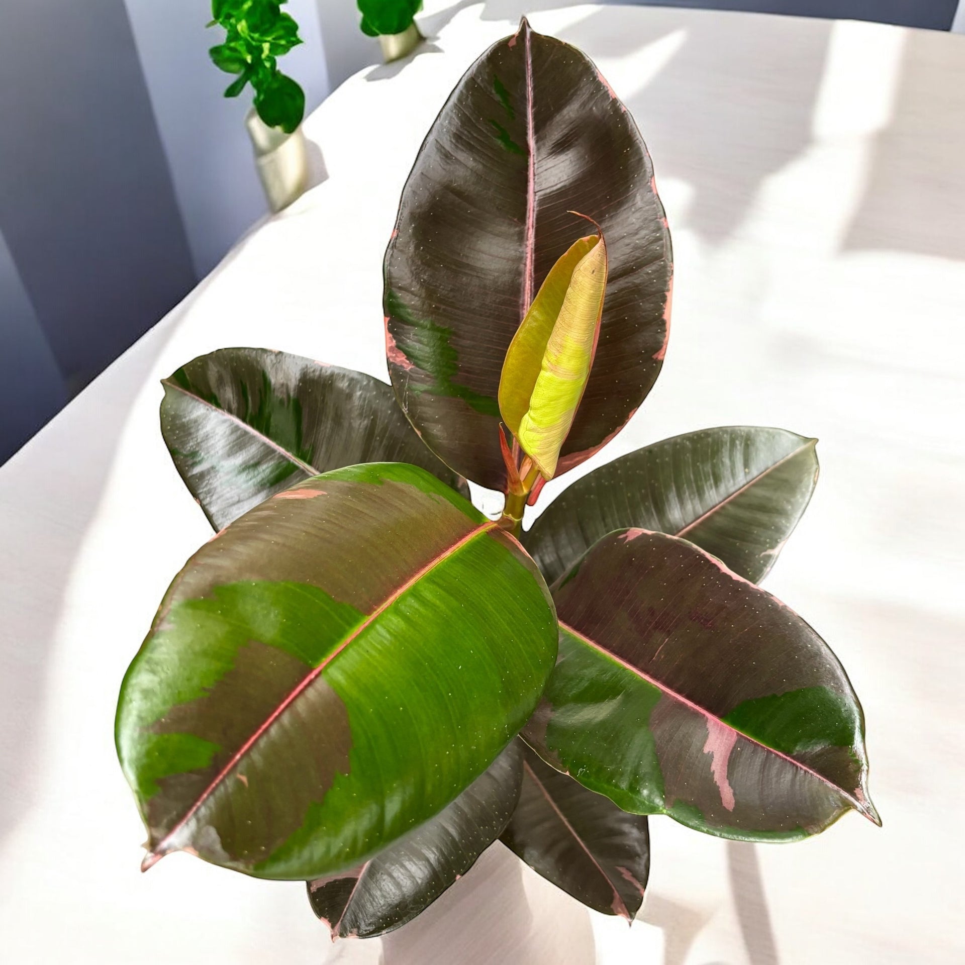 Ficus Elastica 'Pink Camouflage' – Secret Garden Plant Shop