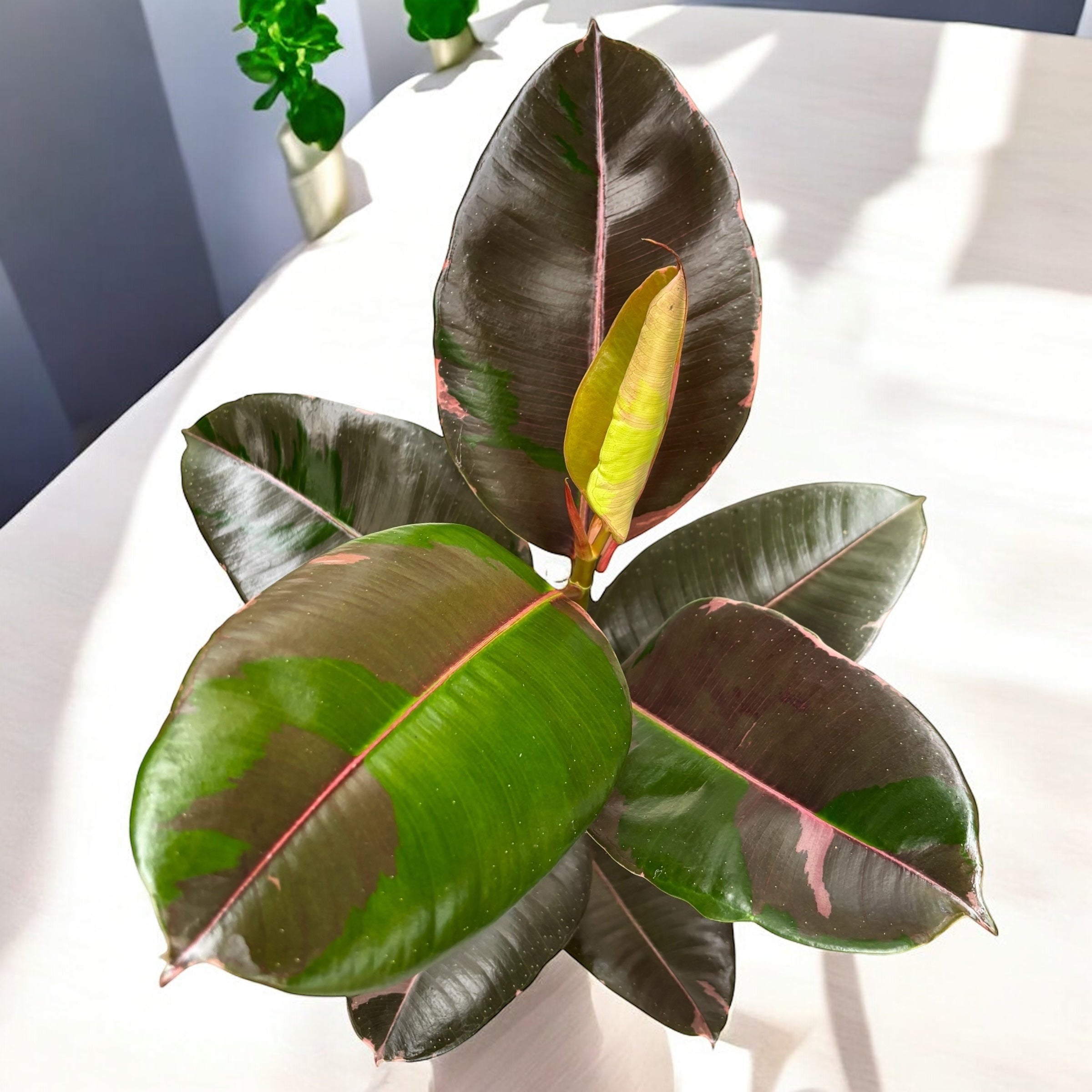 Ficus Elastica 'Pink Camouflage'